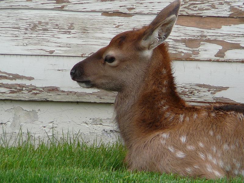 Elk calf 3.jpg - Here is a close up of our neighbor.
